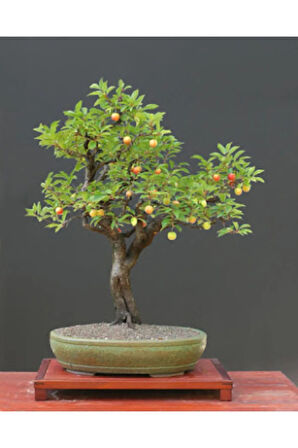 Ithal Erik Bonzai Ağacı Tohumu Ekim Seti