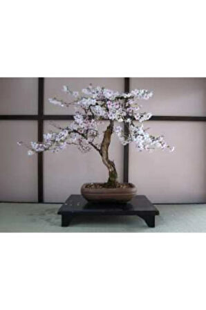 Ithal Erik Bonzai Ağacı Tohumu Ekim Seti