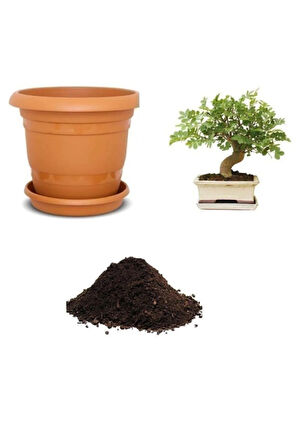 Dişbudak Bonzai Ağacı Tohumu Ekim Seti