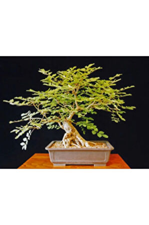 Dişbudak Bonzai Ağacı Tohumu Ekim Seti