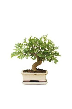 Dişbudak Bonzai Ağacı Tohumu Ekim Seti