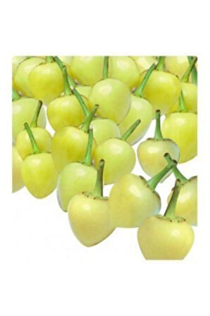 Acı Fındık Biberi Tohumu Ekim Seti