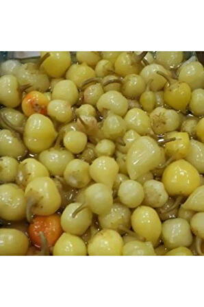 Acı Fındık Biberi Tohumu Ekim Seti