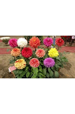 Karışık Dahlia Çiçeği Tohumu Ekim Seti