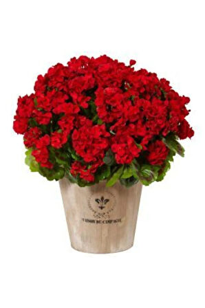 Kırmızı Karanfil Tohumu Ekim Seti