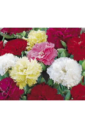 Kırmızı Karanfil Tohumu Ekim Seti