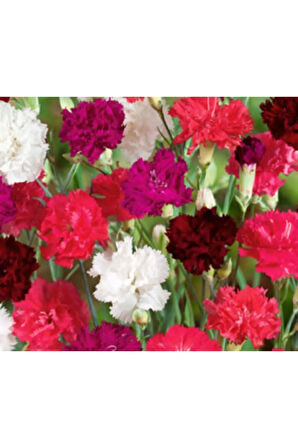 Kırmızı Karanfil Tohumu Ekim Seti