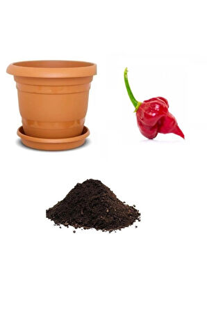 Ithal Acı Trinidad Biber Tohumu Ekim Seti