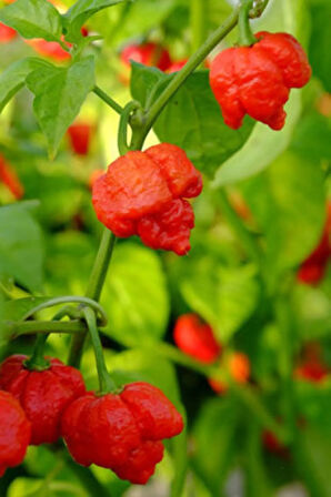 Ithal Acı Trinidad Biber Tohumu Ekim Seti