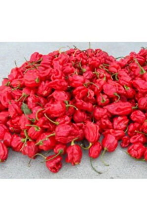 Ithal Acı Trinidad Biber Tohumu Ekim Seti