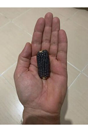 Ithal Mini Siyah Mısır Tohumu Ekim Seti