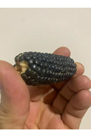 Ithal Mini Siyah Mısır Tohumu Ekim Seti