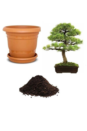 Supressus Bonzai Ağacı Tohumu Ekim Seti