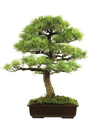 Supressus Bonzai Ağacı Tohumu Ekim Seti