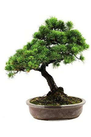 Supressus Bonzai Ağacı Tohumu Ekim Seti