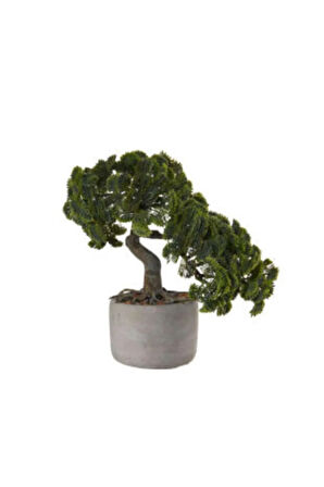 Supressus Bonzai Ağacı Tohumu Ekim Seti