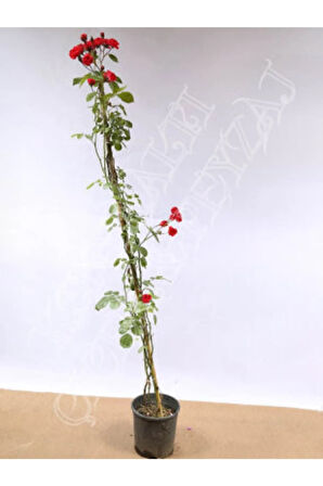 Ithal Sırık Kırmızı Gül Tohumu Ekim Seti