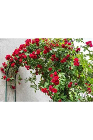 Ithal Sırık Kırmızı Gül Tohumu Ekim Seti