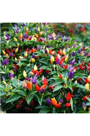 Yediveren Acı Kıbrıs Biberi Tohumu Ekim Seti