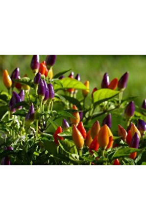 Yediveren Acı Kıbrıs Biberi Tohumu Ekim Seti