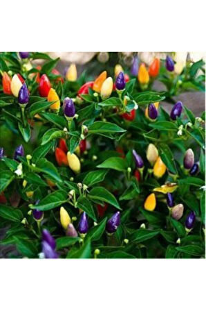 Yediveren Acı Kıbrıs Biberi Tohumu Ekim Seti