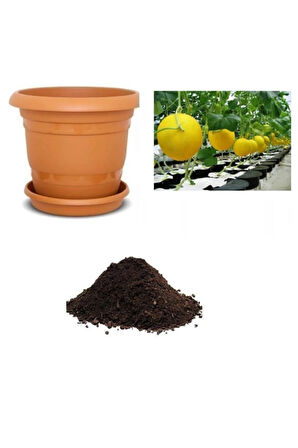 Ithal Plum Granny Saksı Kavunu Tohumu Ekim Seti