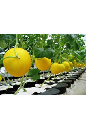 Ithal Plum Granny Saksı Kavunu Tohumu Ekim Seti