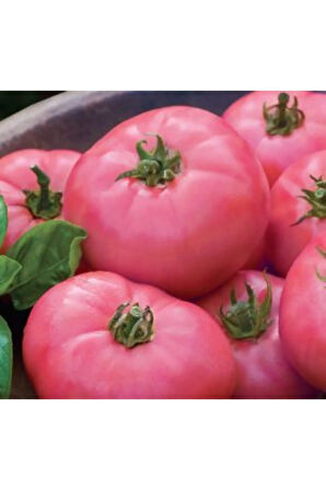 Nadir Dev Bulgar Domatesi Tohumu Ekim Seti