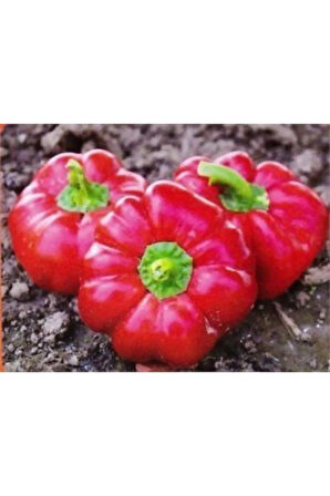 Tatlı Domates Biberi Tohumu Ekim Seti