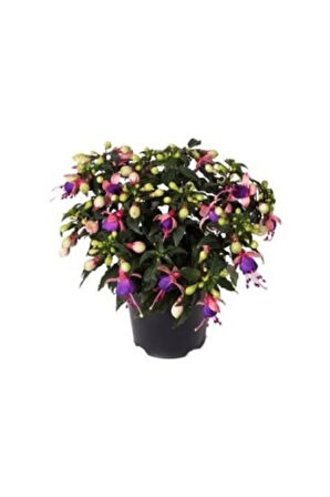 Karışık Küpeli Çiçeği Tohumu Ekim Seti