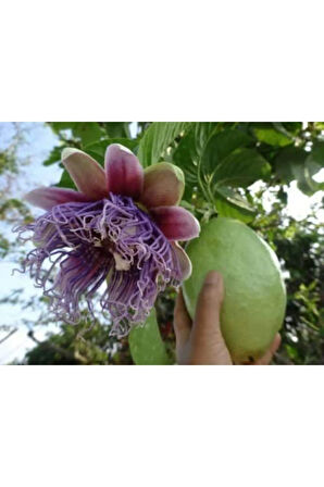 Ithal Pasiflora Quadrangularis Tohumu Ekim Seti