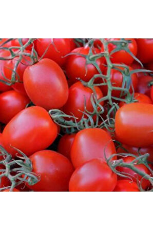 Ithal Rio Grande Domates Tohumu Ekim Seti