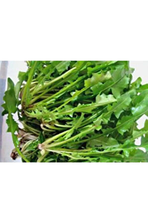 Meşhur Hindiba Tohumu Ekim Seti