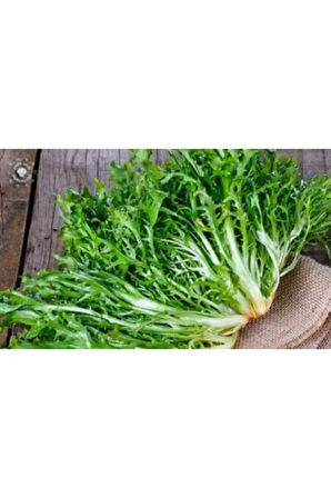 Meşhur Hindiba Tohumu Ekim Seti