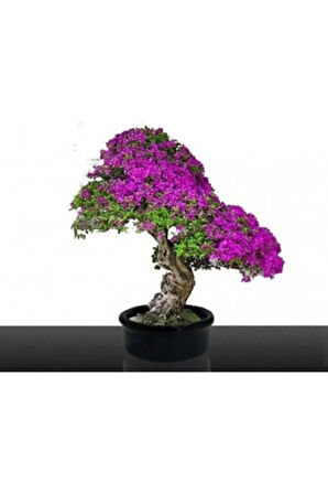 Erguvan Bonzai Ağacı Tohumu 5 Adet Bonsai Ağacı Tohumu