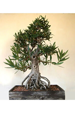 Beyaz Zakkum Bonzai Ağacı Tohumu 5 Adet Bonsai Ağacı Tohumu