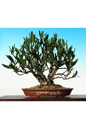 Beyaz Zakkum Bonzai Ağacı Tohumu 5 Adet Bonsai Ağacı Tohumu