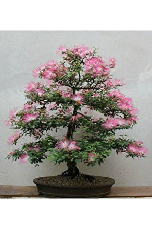 Gülibrişim Bonzai Ağacı Tohumu 5 Adet Bonsai Ağacı Tohumu