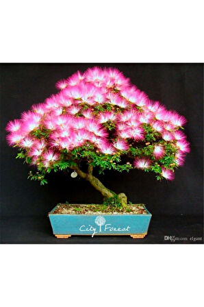 Gülibrişim Bonzai Ağacı Tohumu 5 Adet Bonsai Ağacı Tohumu