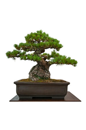 Fıstık Çamı Bonzai Ağacı Tohumu 2 Adet Bonsai Ağacı Tohumu