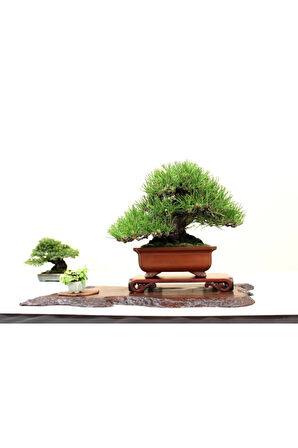 Fıstık Çamı Bonzai Ağacı Tohumu 2 Adet Bonsai Ağacı Tohumu
