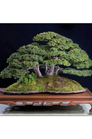 Fıstık Çamı Bonzai Ağacı Tohumu 2 Adet Bonsai Ağacı Tohumu