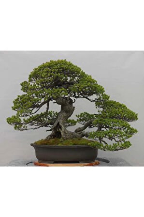 Fıstık Çamı Bonzai Ağacı Tohumu 2 Adet Bonsai Ağacı Tohumu