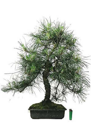 Karaçam Bonzai Ağacı Tohumu 5 Adet Bonsai Ağacı Tohumu