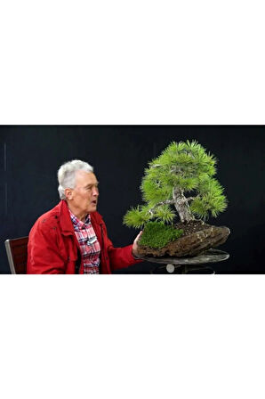Karaçam Bonzai Ağacı Tohumu 5 Adet Bonsai Ağacı Tohumu