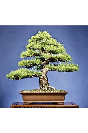 Karaçam Bonzai Ağacı Tohumu 5 Adet Bonsai Ağacı Tohumu
