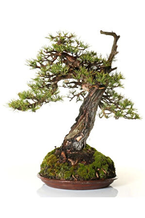 Karaçam Bonzai Ağacı Tohumu 5 Adet Bonsai Ağacı Tohumu