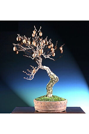Kivi Bonzai Ağacı Tohumu 5 Adet Bonsai Ağacı Tohumu
