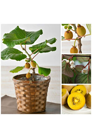Kivi Bonzai Ağacı Tohumu 5 Adet Bonsai Ağacı Tohumu