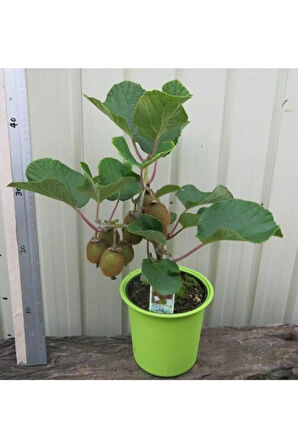 Kivi Bonzai Ağacı Tohumu 5 Adet Bonsai Ağacı Tohumu